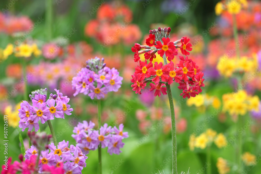 Colourful red Primrose 'Candelabra' hybrids in flower Colourful red Primrose 'Candelabra' hybrids in flower