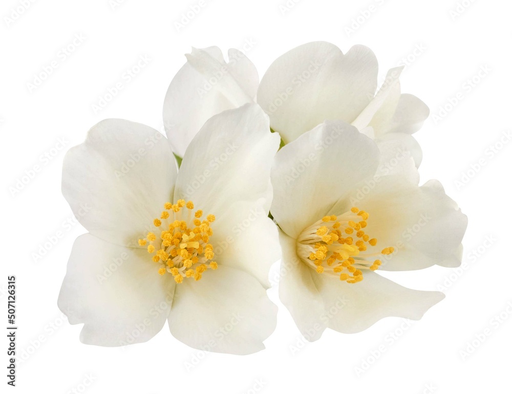 Jasmine flowers isolated on white background Jasmine flowers isolated on white background