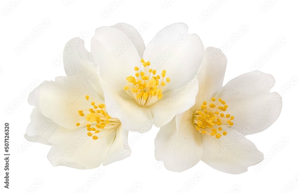Obraz premium Jasmine flowers isolated on white background