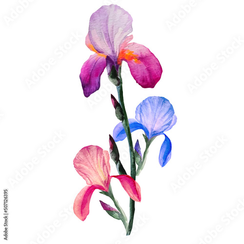 blooming iris flowers watercolor illustration