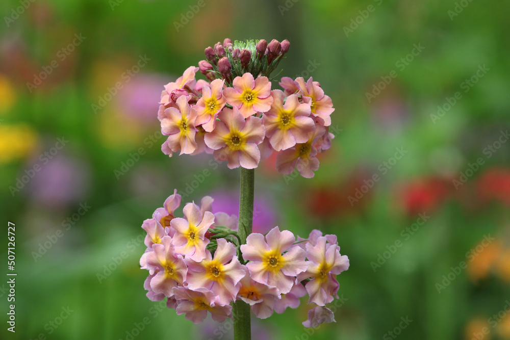 Colourful pale pink Primrose 'Candelabra' hybrids in flower