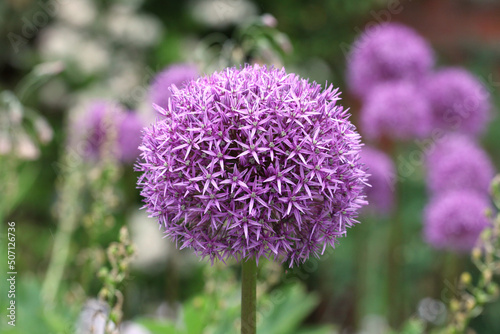 Purple allium 'globemaster' in flower photo