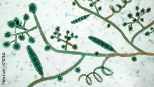 Fungi Trichophyton mentagrophytes, 3D illustration photo