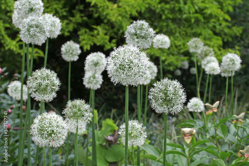 Tableau sur toile White allium 'Mount Everest' in flower