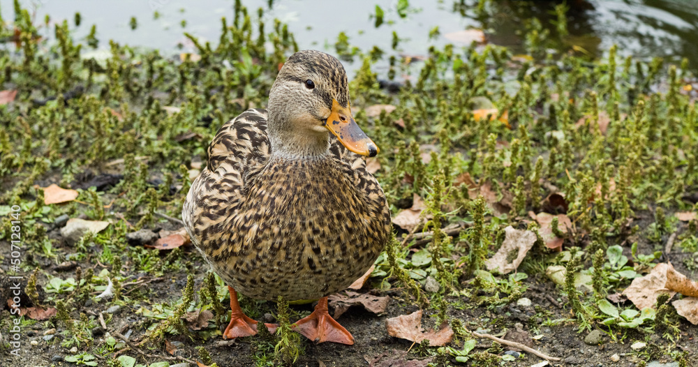 Female duck standing on gras next to pond, Vancouver Canada Female duck standing on gras next to pond, Vancouver Canada