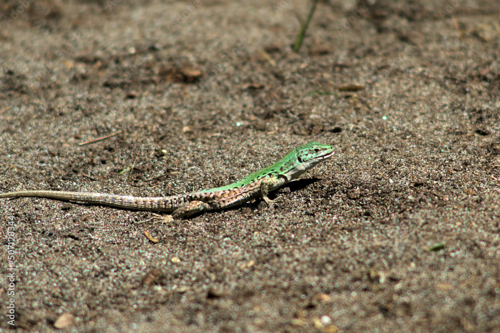Obraz premium lizard,reptile, animal, nature, green, wildlife,