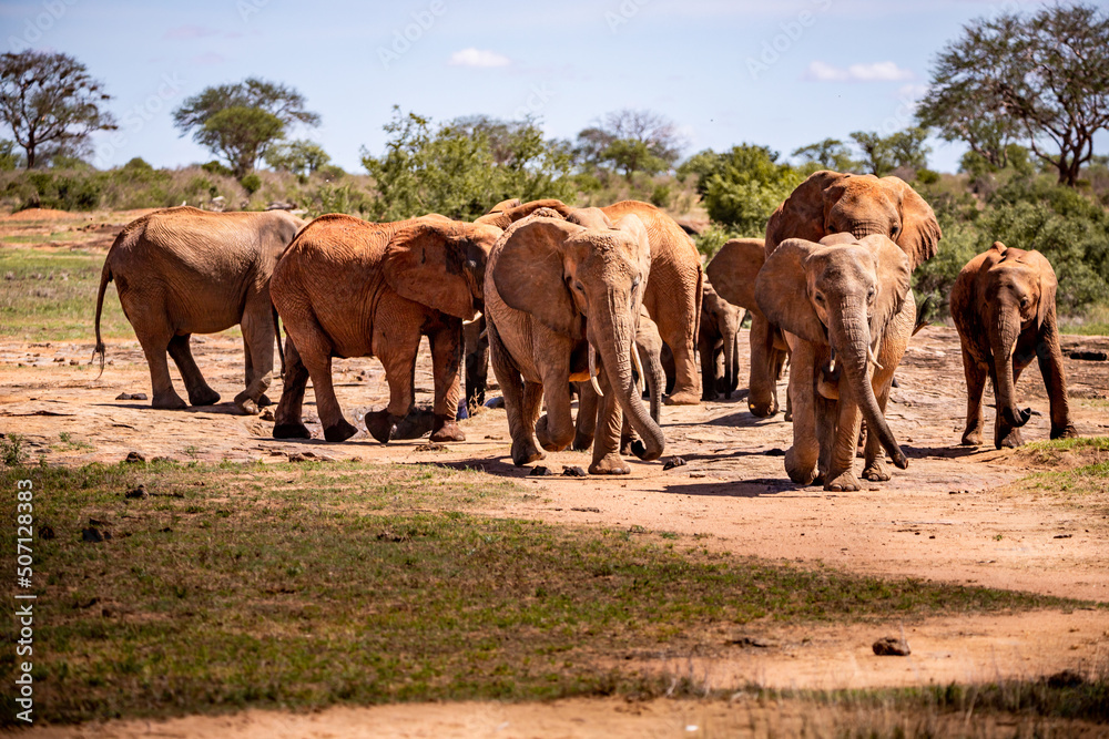 Elephants in Kenya Africa. Animals from a herd of elephants in Kenya. They roam the savannah in search of water. Elephant baby with children and mother animals