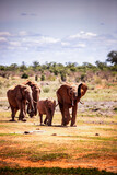 Elephants in Kenya Africa. Animals from a herd of elephants in Kenya. They roam the savannah in search of water. Elephant baby with children and mother animals