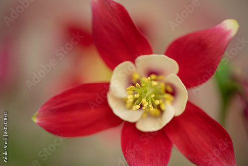 Origami Red and White Columbine 