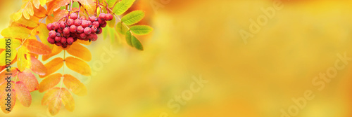 Autumn rowan leaves on beautiful nature blurred yellow background, wide banner with copyspace, autumn leaf and red berries close up, bright color fall natural panoramic backgrounds