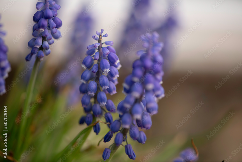 Blue Grape Hyacinth Blue Grape Hyacinth