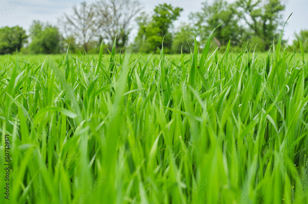 Photo of a green spring landscape. Growing wheat in a field near a forest plantation. Agricultural property. Wheat is grown for export and processing into flour. Ingredient for baking bread. Photo of a green spring landscape. Growing wheat in a field near a forest plantation. Agricultural property. Wheat is grown for export and processing into flour. Ingredient for baking bread.
