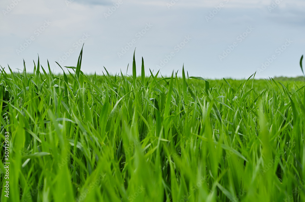 Fototapeta premium Photo of a green spring landscape. Growing wheat in a field near a forest plantation. Agricultural property. Wheat is grown for export and processing into flour. Ingredient for baking bread.