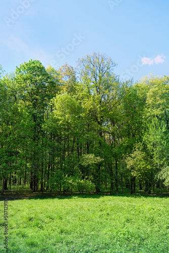 green forest and blue sky, natural bright background. beautiful summer landscape with green foliage trees, sunny day. spring summer season