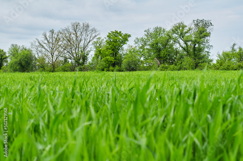 Photo of a green spring landscape. Growing wheat in a field near a forest plantation. Agricultural property. Wheat is grown for export and processing into flour. Ingredient for baking bread.