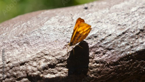 Black and orange butterfly in nature forest, sitting on railing in national park. Concept of beauty, cosmetics, botany, fauna. Macro video of wild fly insect in garden in sunny day.  photo