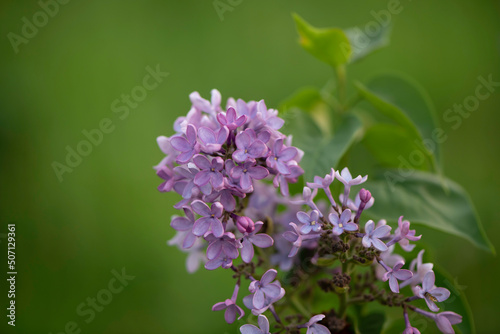 Wallpaper Mural lilac flowers Torontodigital.ca