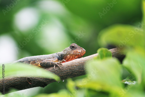 lizard on a tree