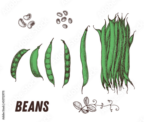 Beans sketch. Hand drawn vector illustration. Engraved image. Green pea vegetable hand drawn sketch.