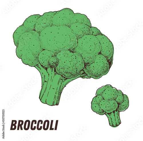 Broccoli sketch. Hand drawn vector illustration. Engraved image. Broccoli vegetable hand drawn sketch.