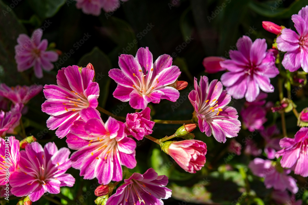 Beautiful garden flower in soft pink colors Beautiful garden flower in soft pink colors