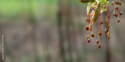 Close-up flowers and young leaves of the ash-leaved maple tree in early spring. Selective focus. Blurry background with space for text. The awakening of nature