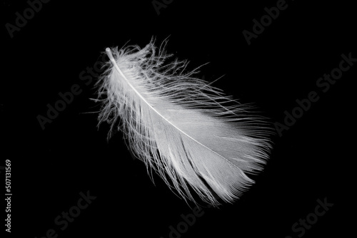 white feather of a goose on a black background