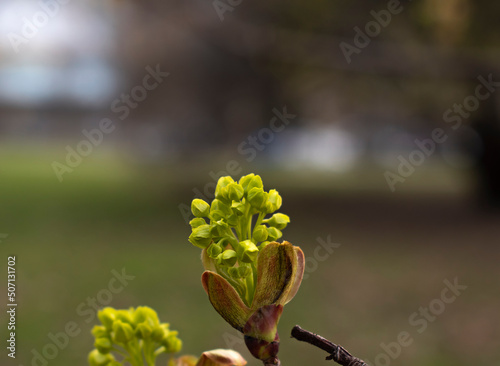 Close-up flowers  of the maple tree in early spring. Selective focus. The awakening of nature. Blurry background with space for text 