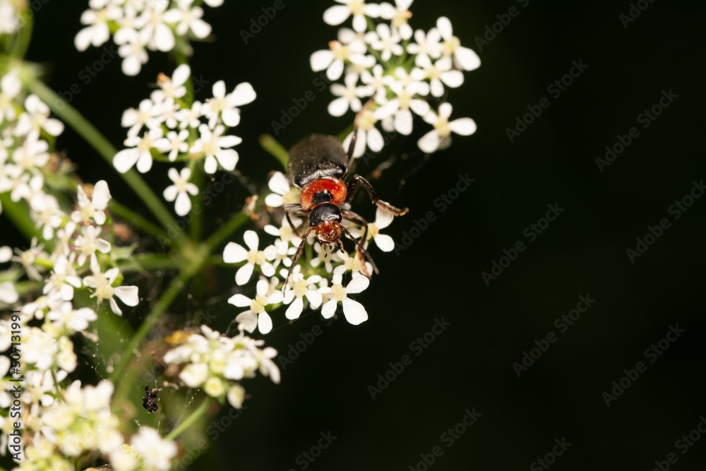 beautiful insect in spring on leaf in the grass beautiful insect in spring on leaf in the grass