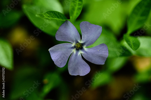 Close-up photo of a purple Vinca. A genus of creeping shrubs or perennial herbs of the Kutrovye family. © Valery