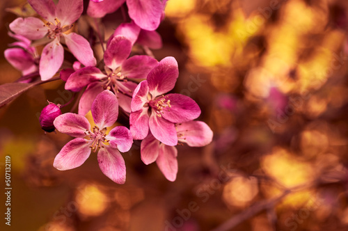 Blooming apple tree in the botanical garden. Pink flowers on tree branches. Walks in the open air. Spend time with family. Leisure. Natural landscape in May.