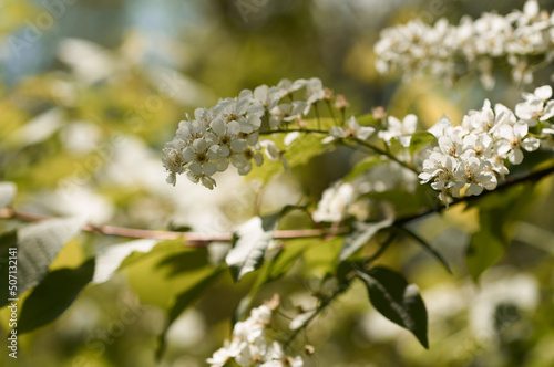 Blossoming branch of bird cherry with many white small flowers. botanical Latin name Prúnus pádus. Very strong aroma, it is not recommended to put such bouquets in the bedroom. © Valery
