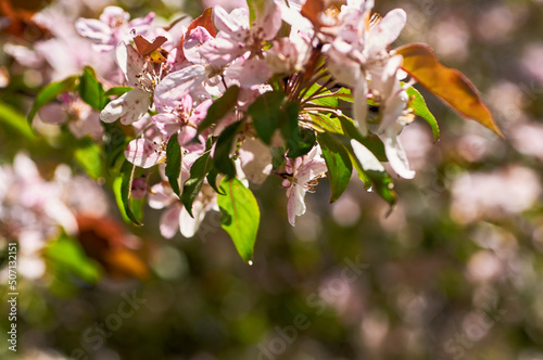 Blooming apple tree in the botanical garden. Pink flowers on tree branches. Walks in the open air. Spend time with family. Leisure. Natural landscape in May. photo