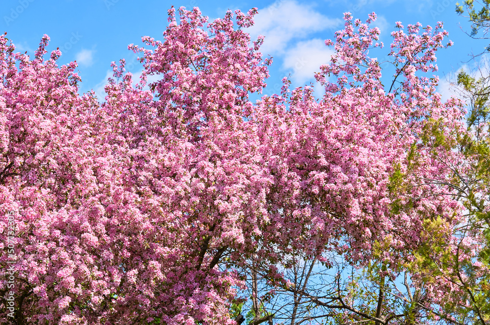 Blooming apple tree in the botanical garden. Pink flowers on tree branches. Walks in the open air. Spend time with family. Leisure. Natural landscape in May. - obrazy, fototapety, plakaty 