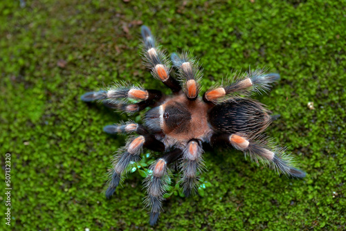 Mexican red knee tarantula view from the top