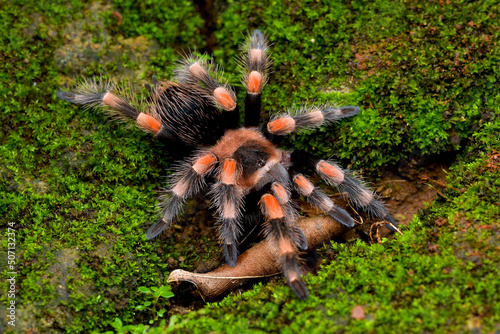Mexican red knee tarantula view from the top