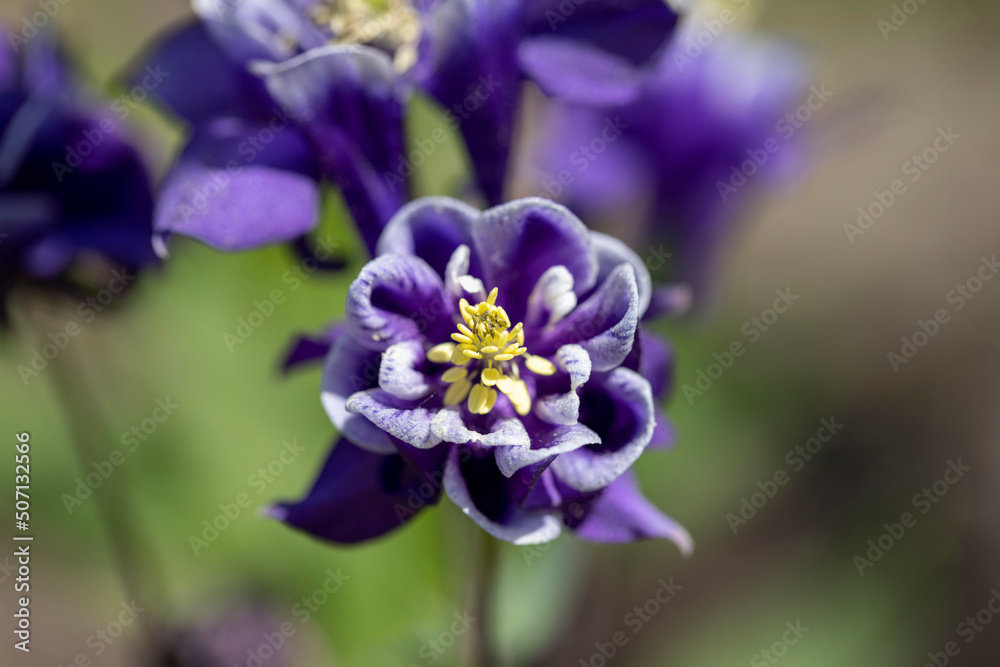 Beautiful flower of violet color Aquilegia vulgaris blooming in the garden, close up