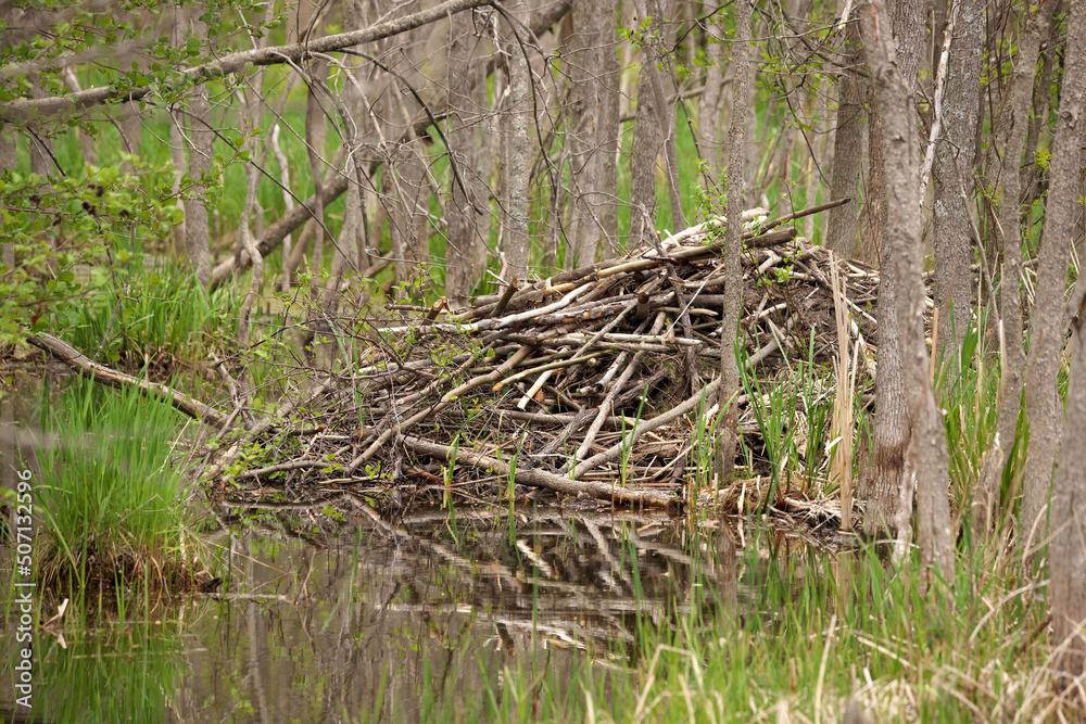 Beaver Lodge in a wetland environment near Minesing Wetland in Ontario Canada Beaver Lodge in a wetland environment near Minesing Wetland in Ontario Canada