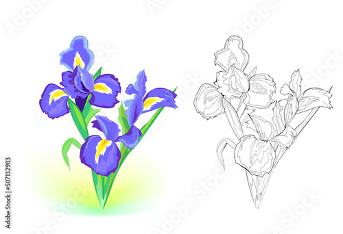 Colorful and black and white template for coloring. Illustration of a blue irises. Draw the greeting card with flowers. Worksheet for coloring book for children and adults. Flat cartoon vector.