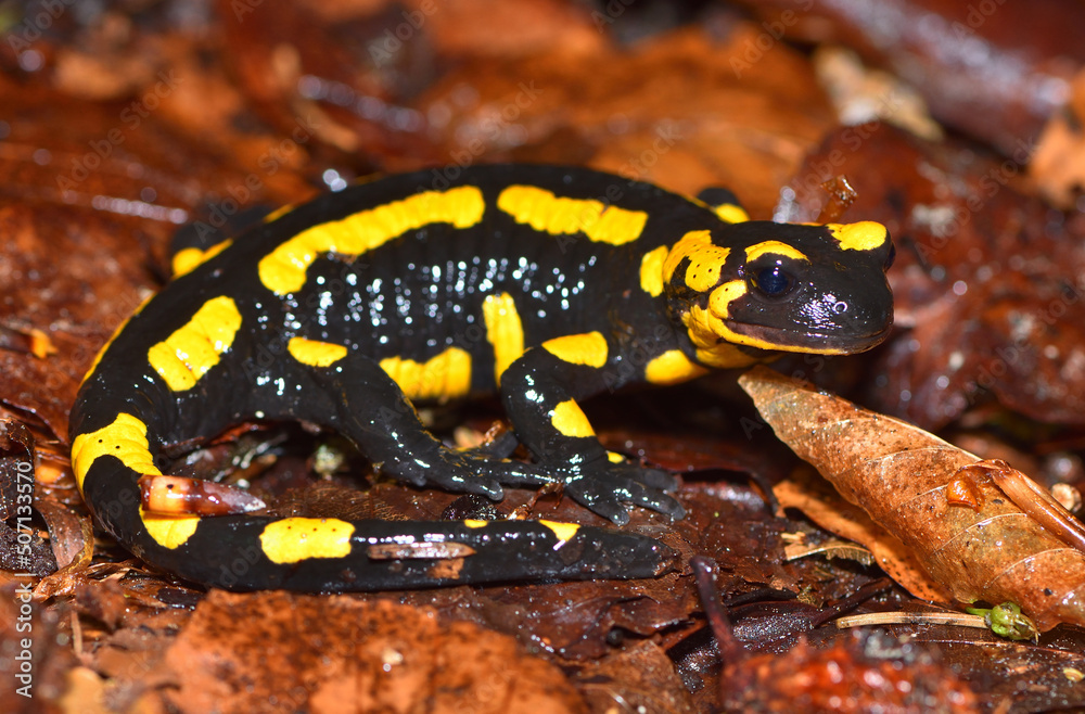 Fototapeta premium Closeup picture of the European fire salamander (Salamandra salamandra), photographed on foliage in a beech forest in the Swabian Alb during rainy weather.