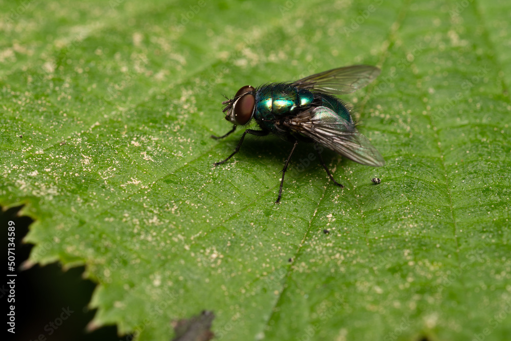 Fototapeta premium beautiful insect in spring on leaf in the grass