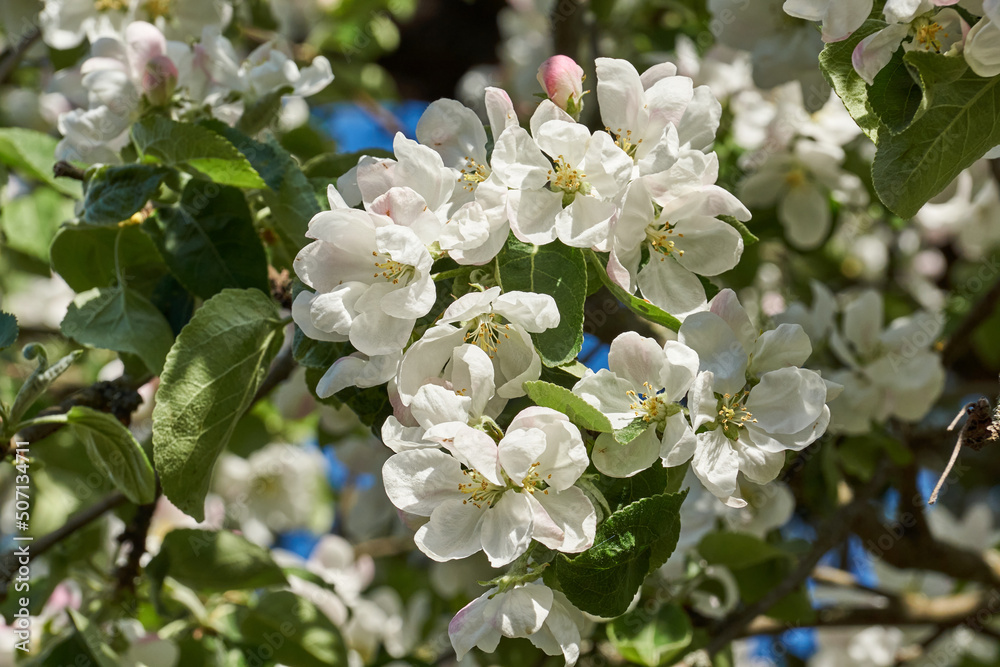 Obraz premium Apple flowers on a blue sky background. Apple tree blossoms in the garden.