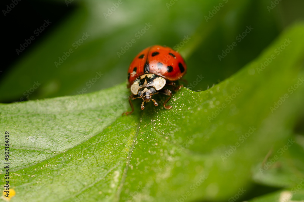 beautiful insect in spring on leaf in the grass beautiful insect in spring on leaf in the grass