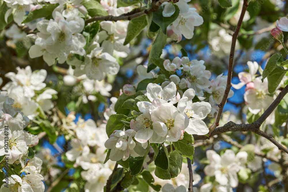 Obraz premium Apple flowers on a blue sky background. Apple tree blossoms in the garden.