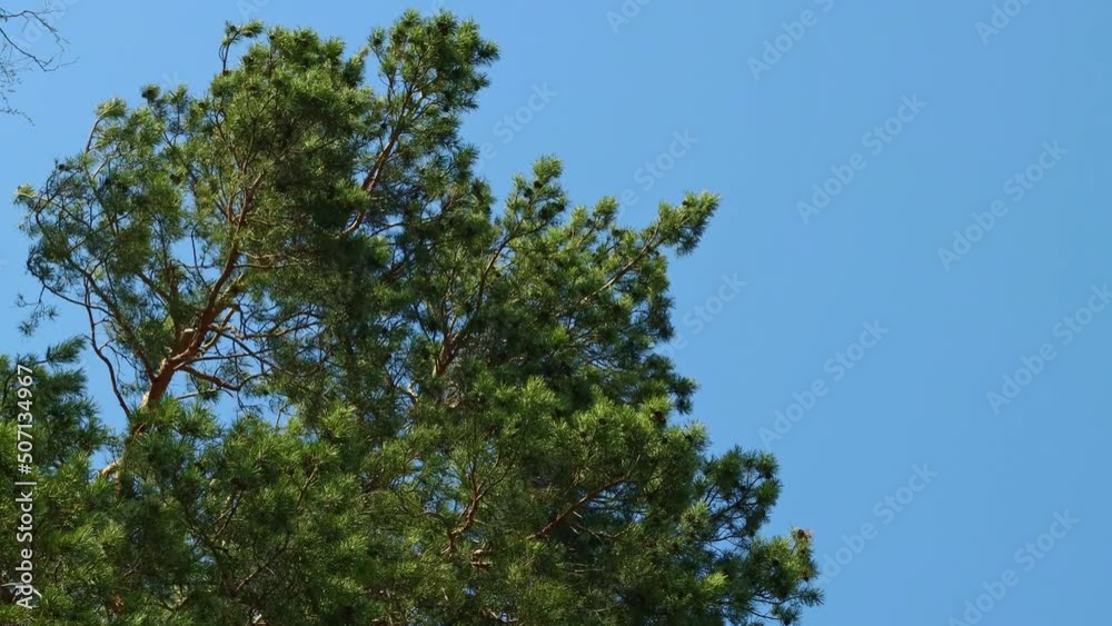 Green crown of a pine tree with wide branches sways against the background of a beautiful blue sky Green crown of a pine tree with wide branches sways against the background of a beautiful blue sky