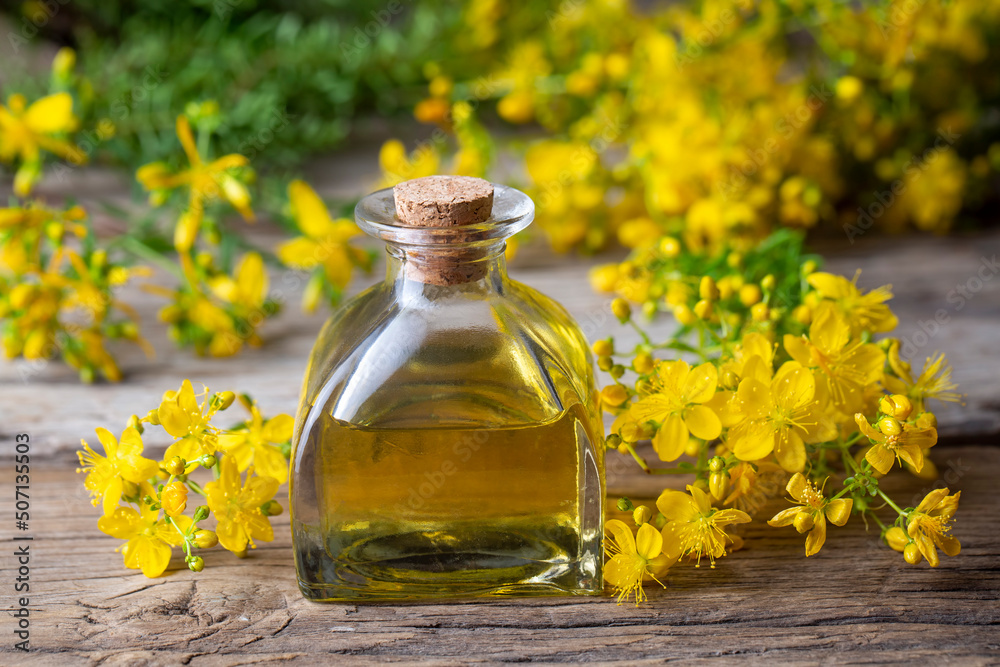 Preparation of St. John's wort oil from fresh blooming Hypericum perforatum plant (Turkish name; sari kantaron yagi)