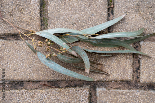 Fallen leaves. Eucalypt and silky oak leaves make a random pattern on the ground