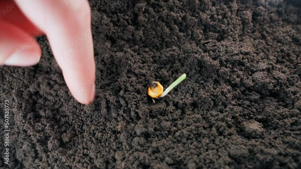 Sprouted corn grain is planted in the ground and added dropwise close-up. A sapling of corn is buried in a garden bed Sprouted corn grain is planted in the ground and added dropwise close-up. A sapling of corn is buried in a garden bed