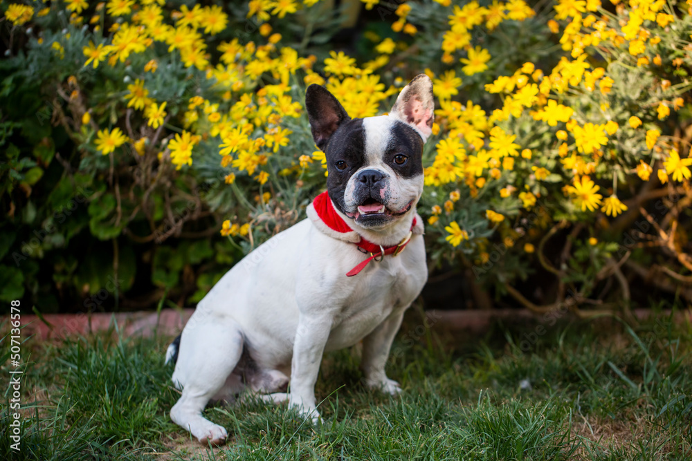 Cute french bulldog dog is sitting in front of yellow flowers in the garden