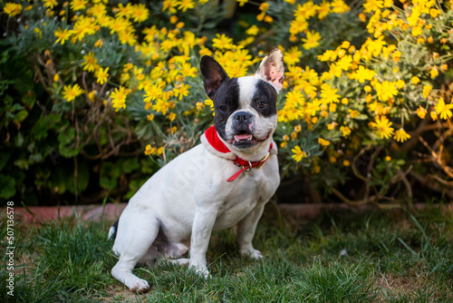 Cute french bulldog dog is ...